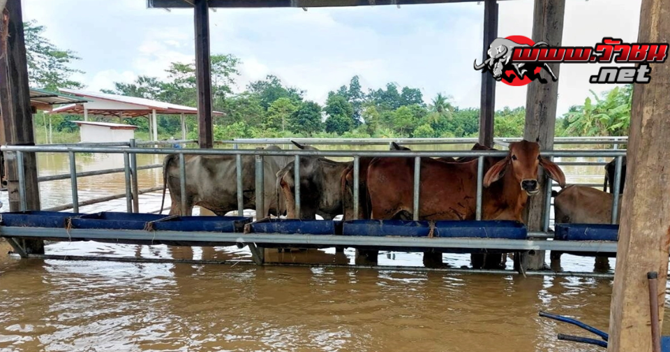 คอกเลี้ยงวัวถูกน้ำท่วม