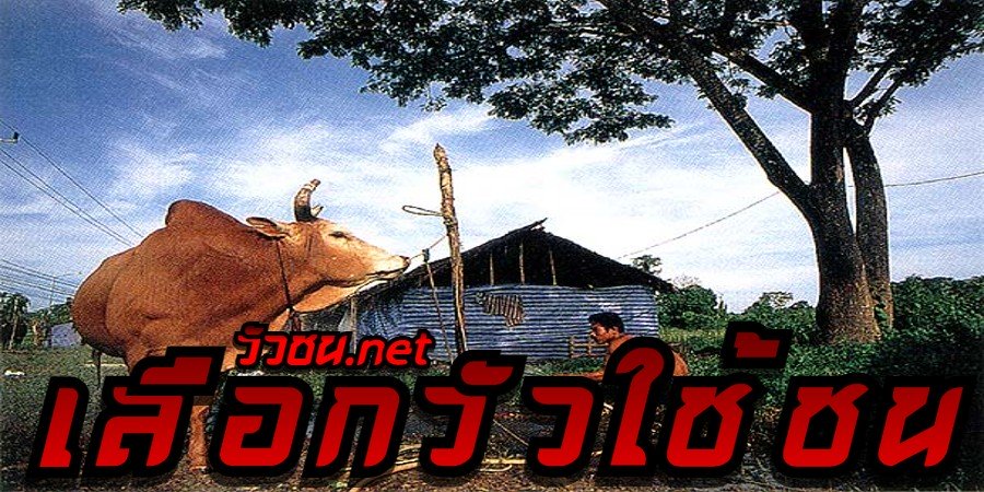 เลือกวัวใช้ชน