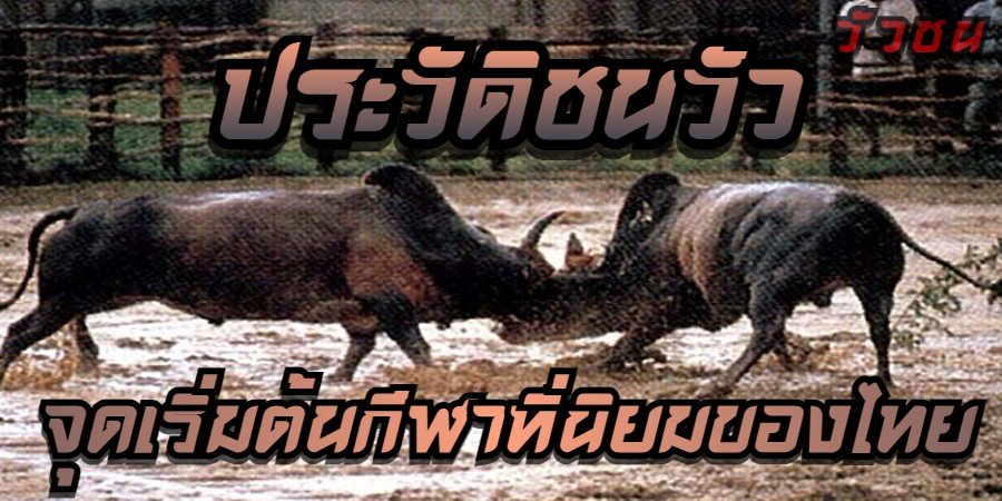 ประวัติชนวัว