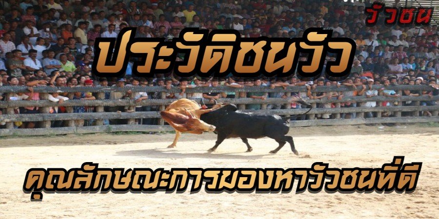 ประวัติชนวัว
