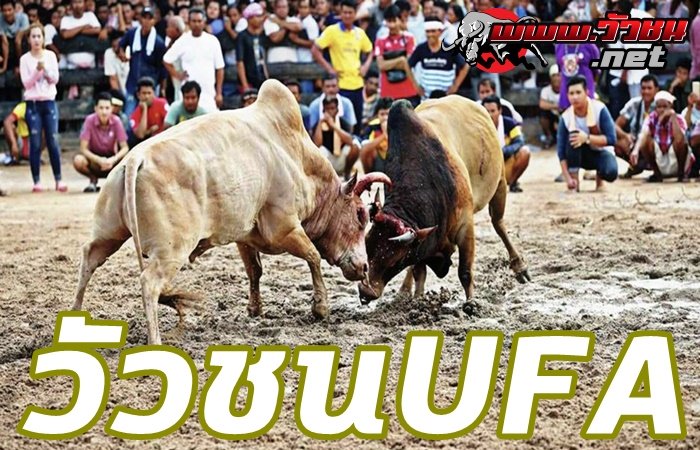 วัวชนUFA